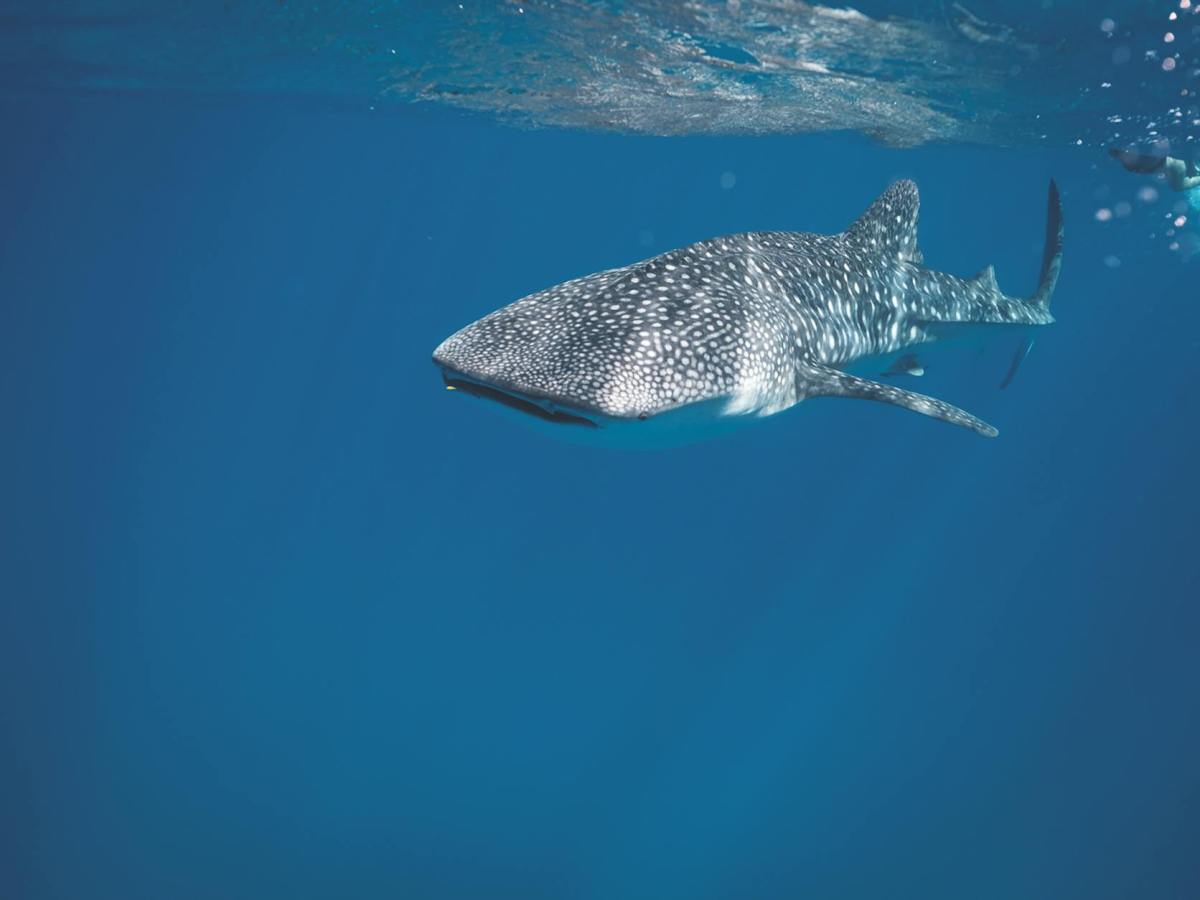 Jonah | Swallowed, Spit-out, and Still&nbsp;Loved