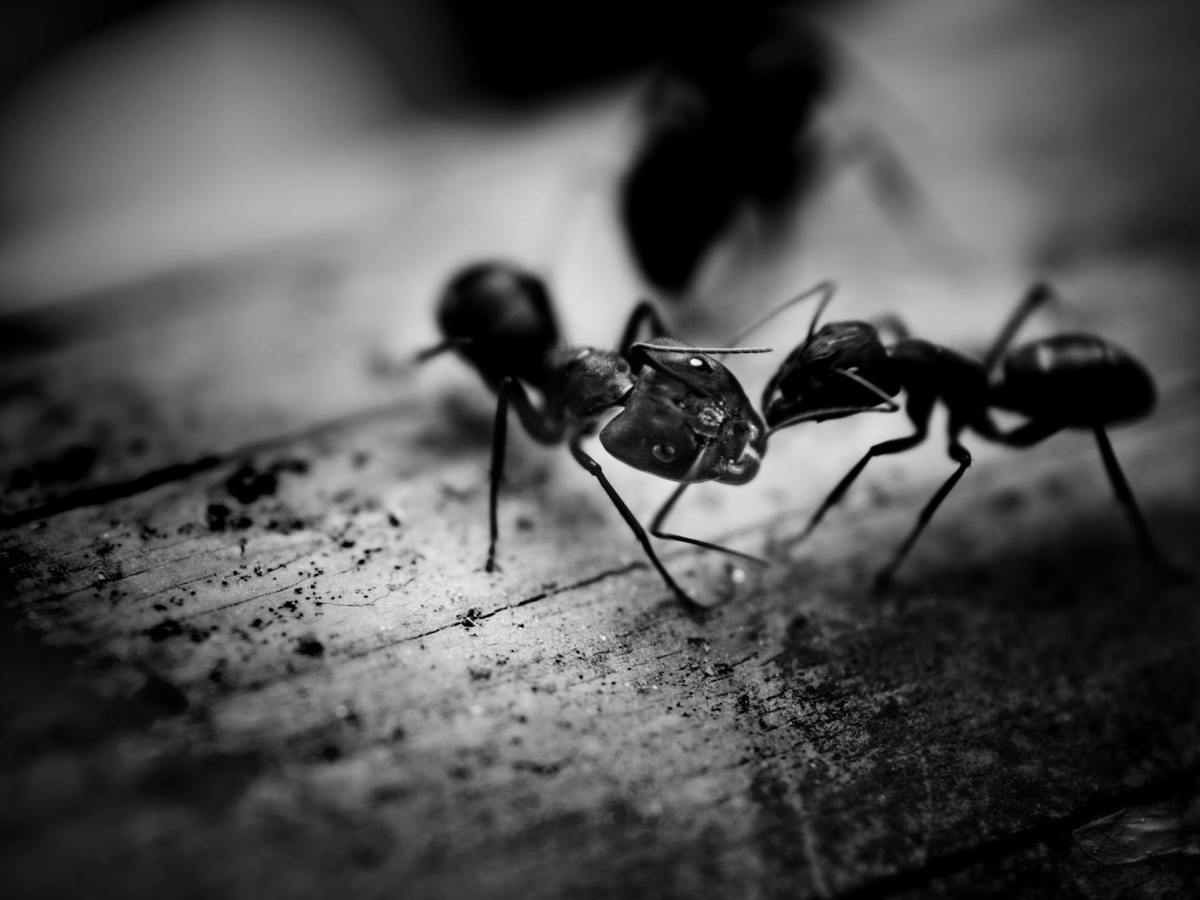 Lessons From Nature | The&nbsp;Ant