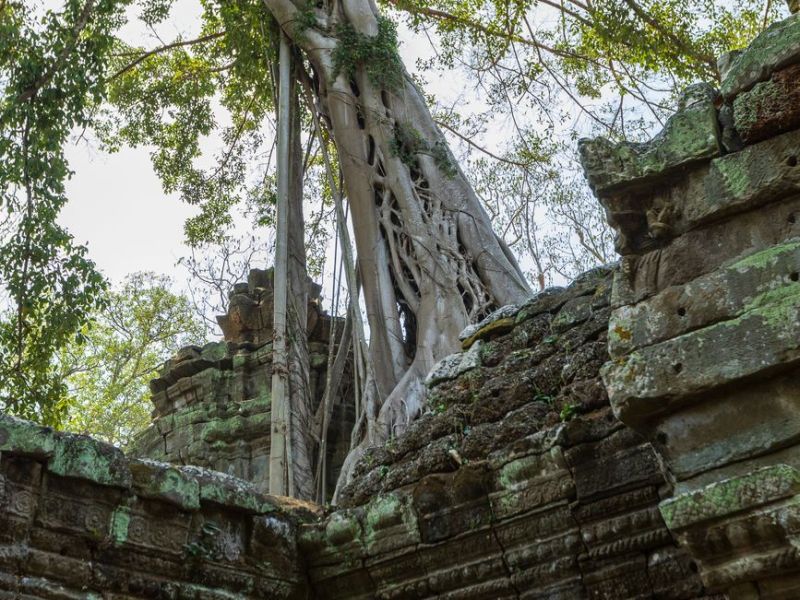 Lessons From Nature | The Strangler&nbsp;Fig